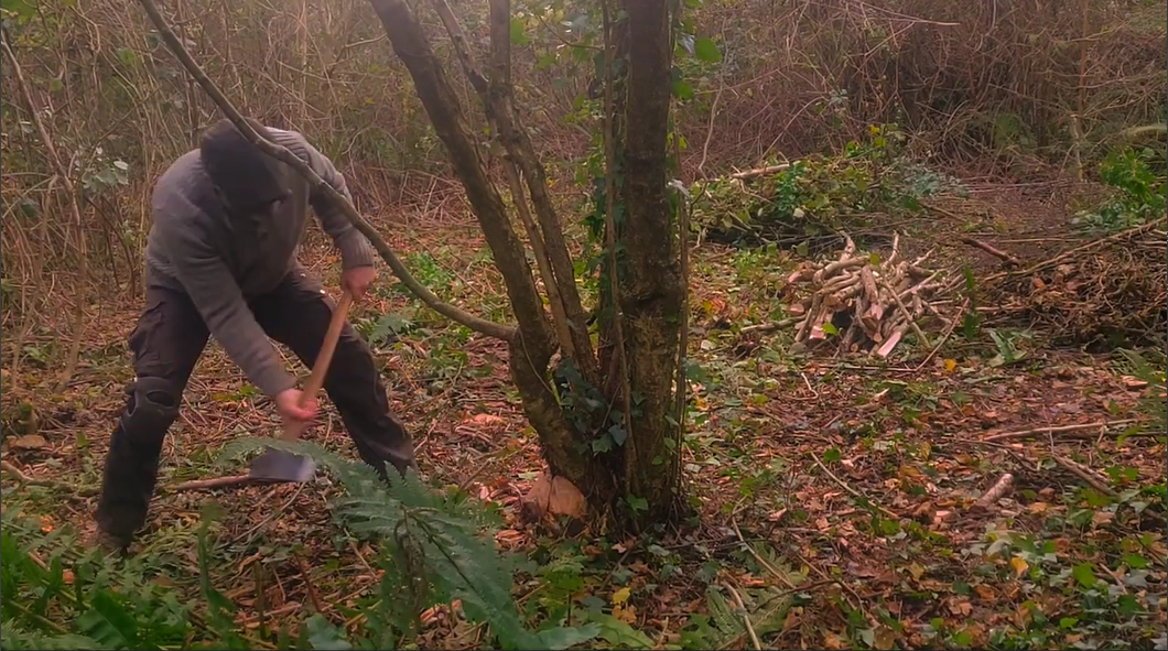 Coppicing Hazel with Axe