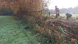 Hedgelaying Timelapse